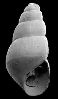 Odostomia di Alboran